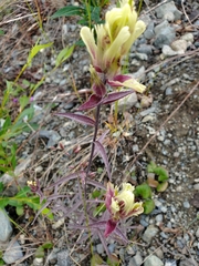 Castilleja pallida