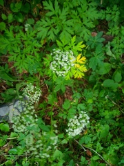Physospermum cornubiense