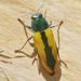 Buprestis viridisuturalis - Photo (c) James Bailey, some rights reserved (CC BY-NC), uploaded by James Bailey