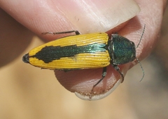 Buprestis viridisuturalis