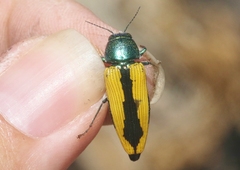 Buprestis viridisuturalis