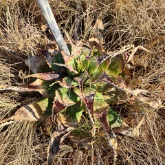 Aloe transvaalensis