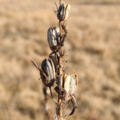 Aloe transvaalensis