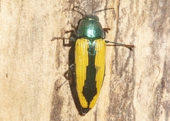 Buprestis viridisuturalis