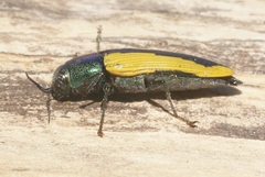 Buprestis viridisuturalis