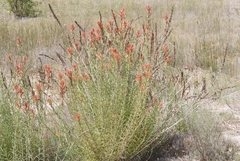 Castilleja linariifolia