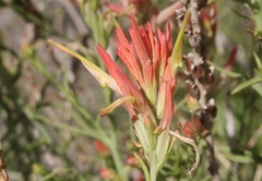 Castilleja linariifolia