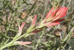 Castilleja linariifolia