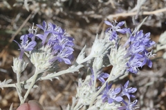 Eriastrum densifolium