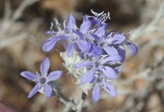 Eriastrum densifolium