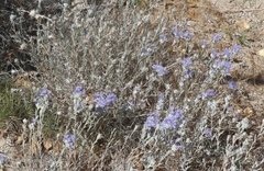 Eriastrum densifolium