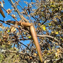 Strophanthus amboensis
