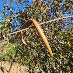 Strophanthus amboensis