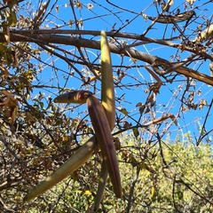 Strophanthus amboensis