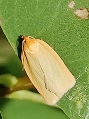 Zelotherses paleana