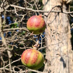 Oncoba spinosa