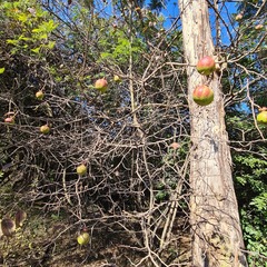 Oncoba spinosa