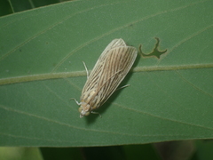 Tyspanodes linealis