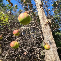 Oncoba spinosa