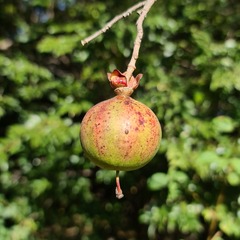 Oncoba spinosa