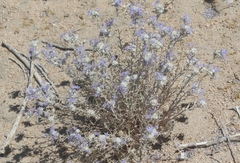 Eriastrum densifolium