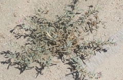 Oenothera californica