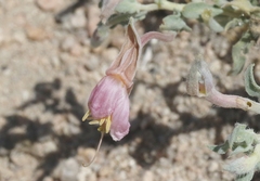 Oenothera californica