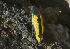 Buprestis viridisuturalis