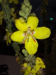 Verbascum