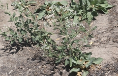 Lepidium latifolium