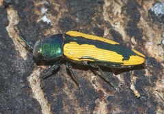 Buprestis viridisuturalis
