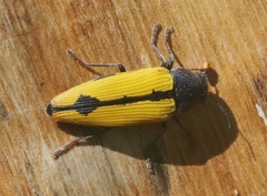Buprestis viridisuturalis