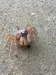 Mictyris longicarpus