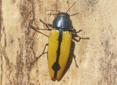Buprestis viridisuturalis