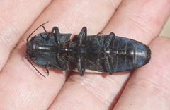 Chalcolepidius webbi