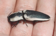Chalcolepidius webbi