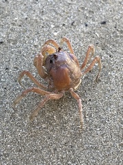 Mictyris longicarpus