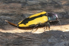 Buprestis viridisuturalis