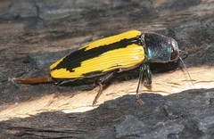 Buprestis viridisuturalis
