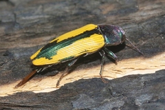 Buprestis viridisuturalis