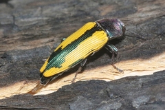 Buprestis viridisuturalis