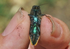 Buprestis viridisuturalis