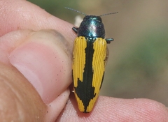 Buprestis viridisuturalis