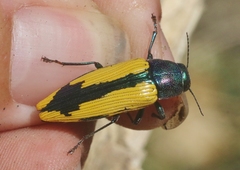 Buprestis viridisuturalis