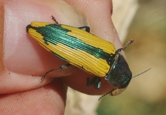 Buprestis viridisuturalis