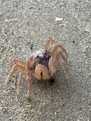 Mictyris longicarpus