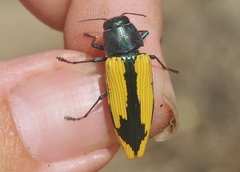 Buprestis viridisuturalis