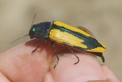 Buprestis viridisuturalis
