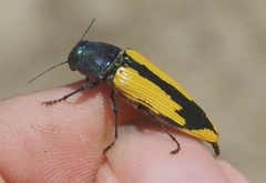 Buprestis viridisuturalis