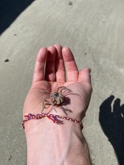 Mictyris longicarpus